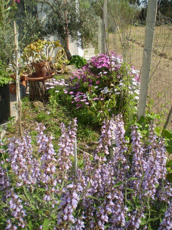 Bed and Breakfast Il Giardino Di Emilio Marrùbiu Zimmer foto